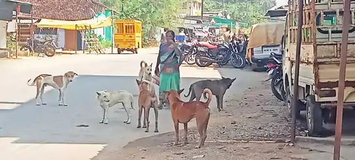 Rajnandgaon : आवारा कुत्तों के आतंक से जनता परेशान हुए, कुत्तो की जनसंख्या बढ़ी…