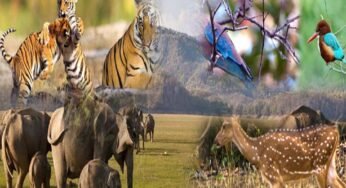 छत्तीसगढ़ में जल्द लागू होगी योजना, लोग अब वन्य प्राणियों को गोद ले सकेंगे