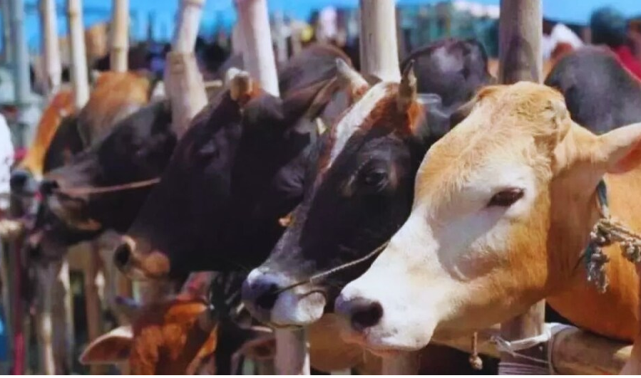 Rajnandgaon : तीन मवेशी तस्कर गिरफ्तार…