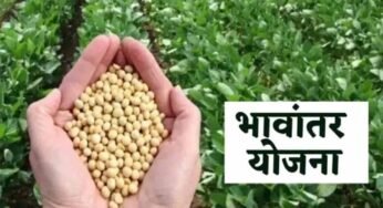 भावांतर योजना में सोयाबीन का मॉडल रेट बढ़कर हुआ 4285 रुपए