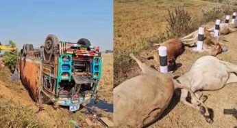 मवेशियों से भरा कंटेनर पलटा, 50 से ज्यादा गायों की दर्दनाक मौत, गांव में फूटा आक्रोश