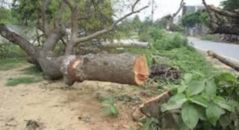 भोपाल-अयोध्या बायपास पर NGT का बड़ा फैसला, पेड़ों की कटाई पर तत्काल रोक