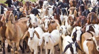 मध्य प्रदेश की बकरी पालन योजना: 40-60% अनुदान के साथ किसान कमा सकते हैं 40-50 हजार रुपए महीना