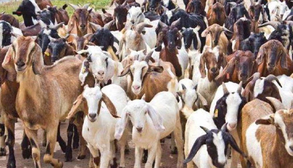 मध्य प्रदेश की बकरी पालन योजना: 40-60% अनुदान के साथ किसान कमा सकते हैं 40-50 हजार रुपए महीना