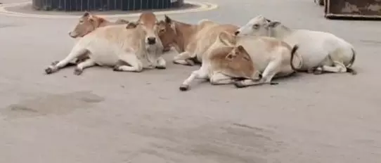 CG : पशुओं के कारण सड़क दुर्घटनाओं पर रोक लगाने के लिए नगर निगम ने बड़ा फैसला लिया…
