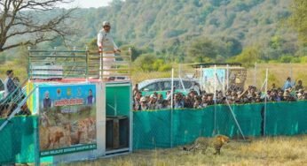 अंतर्राष्ट्रीय चीता दिवस पर बड़ा कदम: CM मोहन यादव ने तीन चीतों को जंगल में किया रिलीज