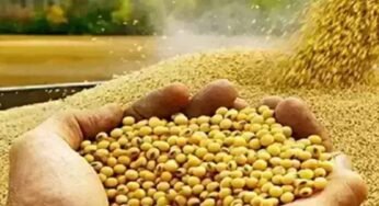 भावांतर योजना में सोयाबीन का मॉडल रेट 4239 रुपए जारी