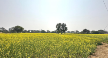 CG : फसलचक्र परिवर्तन से जल संरक्षण और कृषि समृद्धि की नई पहचान बन रहा धमतरी