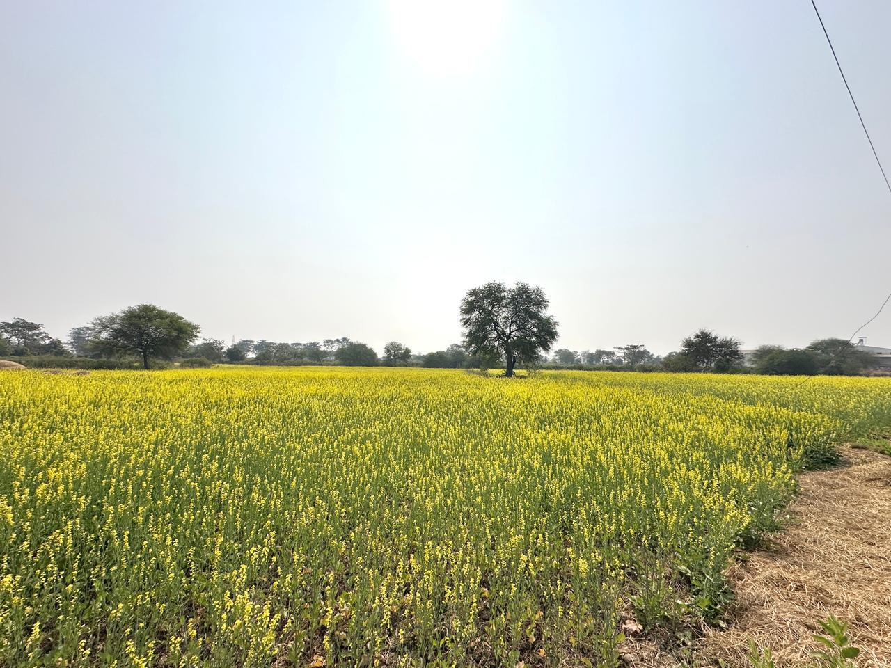 CG : फसलचक्र परिवर्तन से जल संरक्षण और कृषि समृद्धि की नई पहचान बन रहा धमतरी