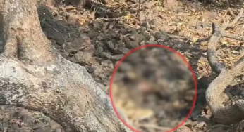 CG : ग्राम गुरामी के जंगल में महिला का सड़ा-गला शव मिलने से क्षेत्र में सनसनी फैल गई…