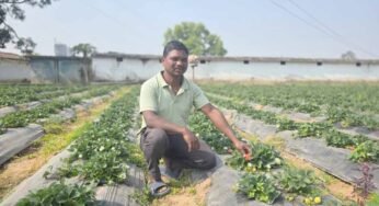 उद्यानिकी खेती से बदली किसान की आर्थिक तस्वीर, धान की तुलना में स्ट्रॉबेरी की खेती में डबल मुनाफा