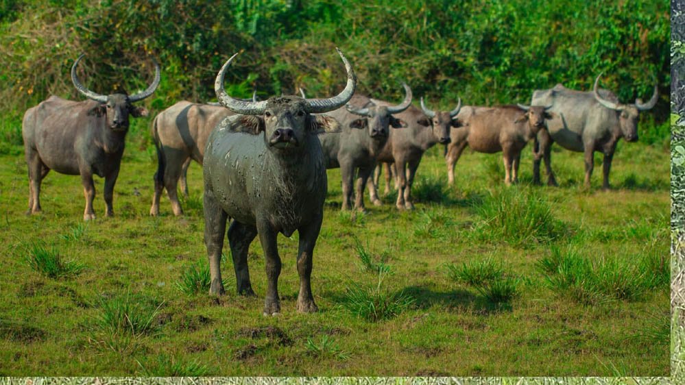 हथियारबंद नक्सलियों के विस्तार के कॉरिडोर अब बनेंगे जंगली भैंसों का घर