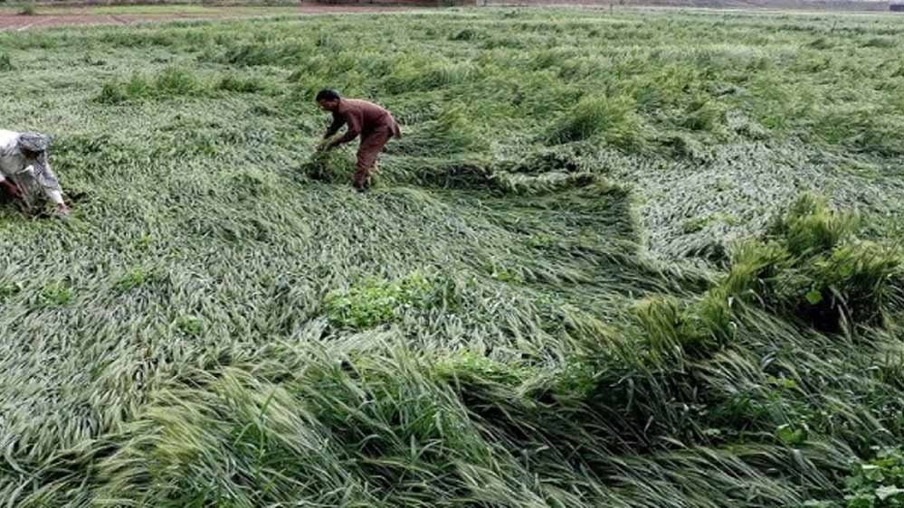 मध्य प्रदेश में हर किसान को फसल मुआवजा, मोहन यादव के आदेश पर अधिकारी खेतों में पहुँचे