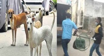 रायपुर में आवारा कुत्तों के काटने की बढ़ी घटनाएं, नगर निगम अमले ने चलाया धरपकड़ अभियान