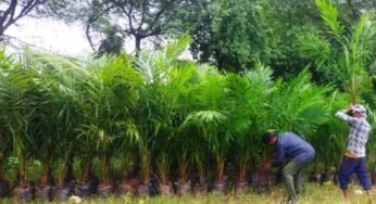 ऑयल पाम की खेती को बढ़ावा, अतिरिक्त अनुदान से किसानों की बढ़ेगी आय