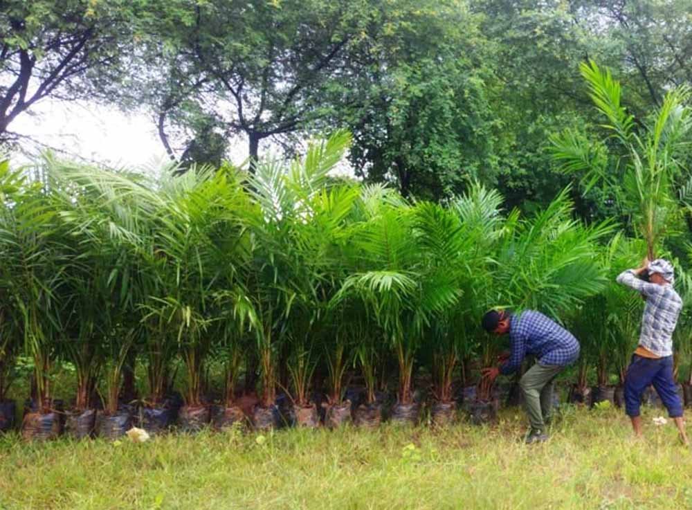 ऑयल पाम की खेती को बढ़ावा, अतिरिक्त अनुदान से किसानों की बढ़ेगी आय