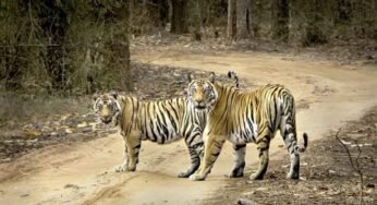 बाघ संरक्षण की वैश्विक मिसाल बना मध्यप्रदेश