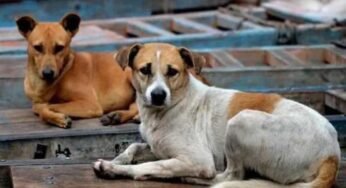 कुत्तों को नसबंदी के बाद बिरयानी खिला रहा निगम, कांग्रेस बोली- ‘करप्शन कर रहे हैं, किसकी बिरयानी?’