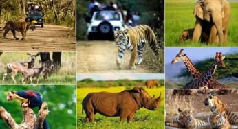 वन्य-जीवों की सुरक्षा एवं शिकार से बचाव के लिये चलेगा ऑपरेशन वाइल्ड ट्रैप-II