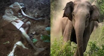 लकड़ी लेने गए बुजुर्ग पर हाथी का हमला, मौके पर मौत, 100 से ज्यादा हाथियों से गांव में दहशत