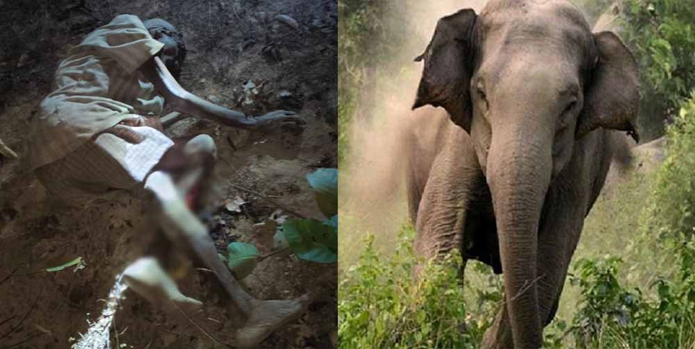 लकड़ी लेने गए बुजुर्ग पर हाथी का हमला, मौके पर मौत, 100 से ज्यादा हाथियों से गांव में दहशत