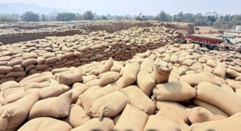 धान उठाव में सुस्ती पर सरकार का कड़ा रुख, मार्कफेड DMO किशोर चंद्रा हटाए गए
