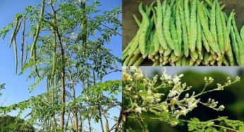 CG : विशेष लेख : कुरूद कृषि महाविद्यालय में मोरिंगा आधारित परियोजना स्वीकृत, किसानों की आय व पोषण सुरक्षा को मिलेगा बल