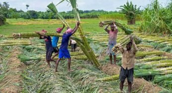 Chhattisgarh के गन्ना किसानों के खाते में करोड़ों की राशि, होली से पहले बड़ी राहत