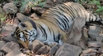 मां से बिछड़े ‘कान्हा’ बाघ की मौत, 27 दिन पहले छोड़ा गया जंगल में, दुर्गावती रिजर्व के कोर एरिया में मिला शव