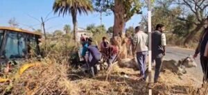 छत्तीसगढ़ से झारखंड गौवंश तस्करी का खुलासा, पुलिस पीछा में पलटी पिकअप, 3 गायों की मौत