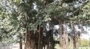 पन्ना में 100 साल से पुराने वृक्षों की खोज, बरगद, पीपल और नीम सहित कई पेड़ों का दस्तावेजीकरण