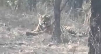 चीतों के घर में बाघ की एंट्री, कूनो नेशनल पार्क में पहली बार देखा गया, कैमरे में कैद हुई तस्वीर