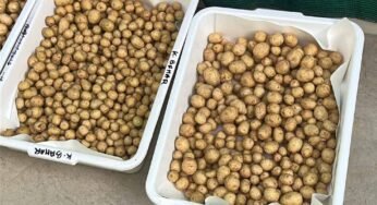 ग्वालियर के वैज्ञानिकों ने हवा में उगाया आलू, 1KG बीज से 400 किलो आलू, बीमारी मुक्त खेती की सफलता