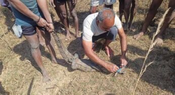 सुरक्षित रेस्क्यू के बाद मगरमच्छ को मिला नया ठिकाना, जंगल सफारी में बसाया गया
