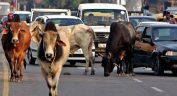 दो साल में MP की सड़कों से खत्म होंगे आवारा मवेशी, विधानसभा में BJP सरकार का दावा