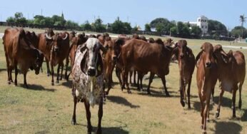 मध्य प्रदेश की गौशालाओं को ऑस्ट्रेलिया और दुबई की संस्थाओं का समर्थन, 3 माह बाद सड़कों पर नहीं दिखेंगे गौवंश