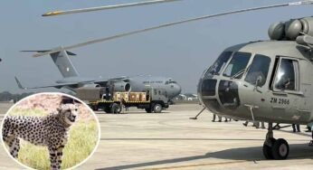 बोत्स्वाना से 28 फरवरी को कूनो पहुंचेंगे 8 चीते