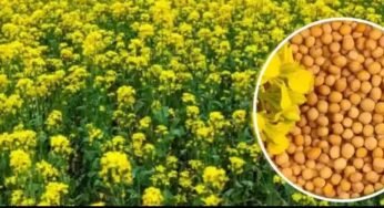 एमपी किसानों के लिए बड़ी राहत: अब सरसों पर भी मिलेगा भावांतर, सोयाबीन की तरह सरकार देगी कीमत का अंतर