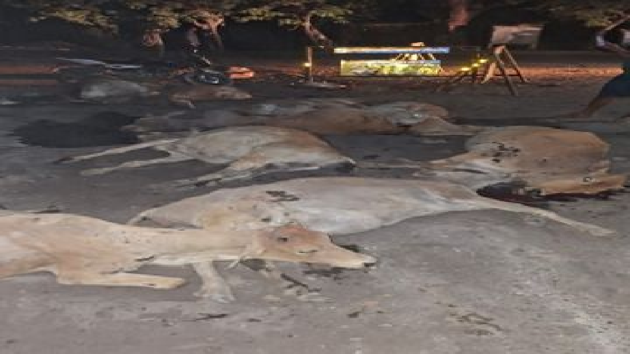 CG : 12 मवेशियों की मौत, जांजगीर में हाईवा ने रौंदा…