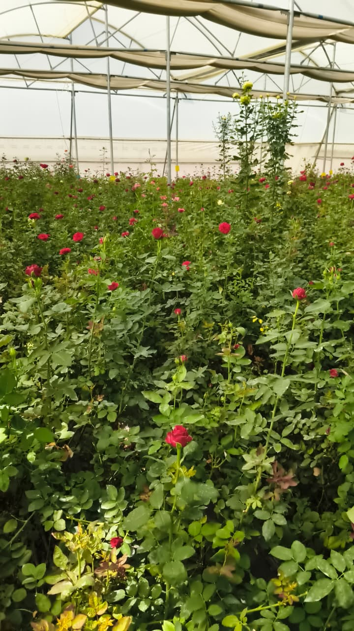 CG : गुलाबों से महकती सफलता: सूरजपुर के किसान की प्रेरक कहानी