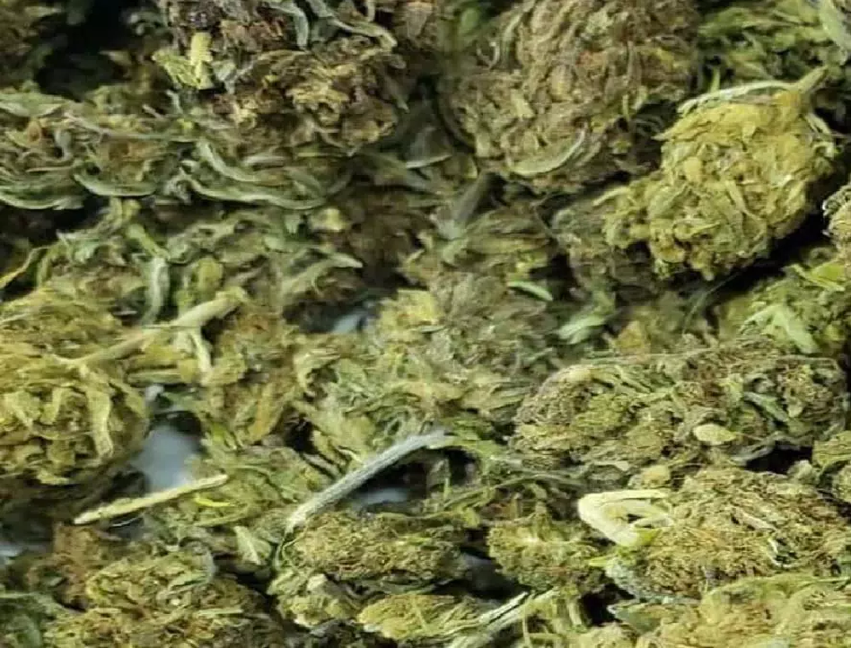 CG : 10 लाख का गांजा जब्त, स्कूटी सवार गिरफ्तार…