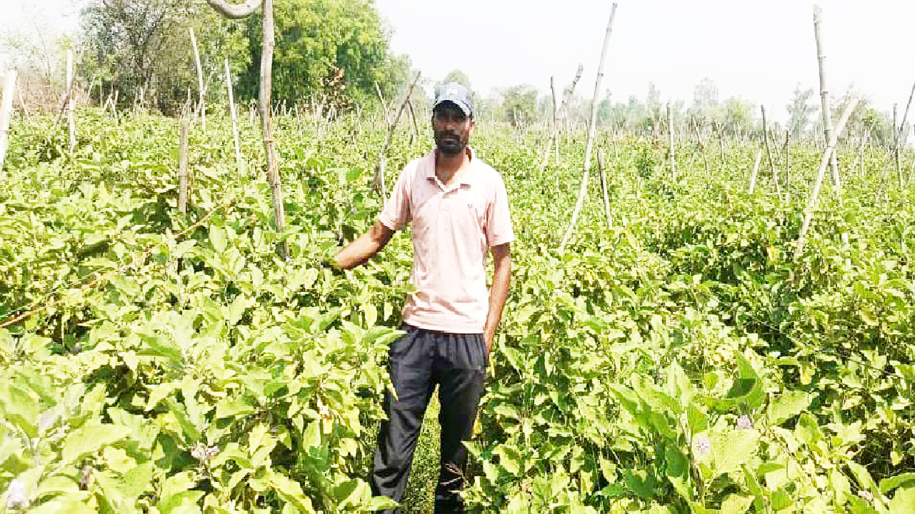 CG : ग्राफ्टेड बैंगन की उन्नत खेती से अमृत बंजारे की आर्थिक स्थिति हुई सुदृढ़