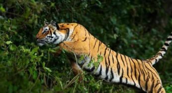 छत्तीसगढ़–महाराष्ट्र सीमा पर बाघ का आतंक: दिन-दहाड़े मवेशी पर हमला, ग्रामीण पेड़ पर चढ़कर बची जान