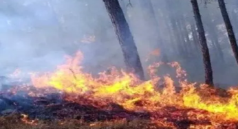 CG : सरगुजा वनमण्डल में वनाग्नि से बचाव की व्यापक तैयारी, टोल फ्री हेल्पलाइन नंबर जारी …
