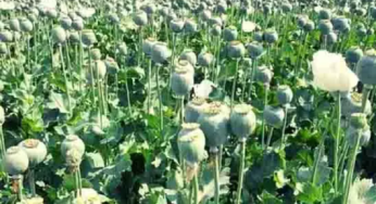 CG : छत्तीसगढ़ में फिर अवैध अफीम की खेती का भंडाफोड़ …