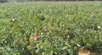 CG : रायगढ़ में भी अफीम की खेती का भंडाफोड़ …