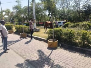 पार्क में ‘घोड़े की मौज’: तीन दिन से घास चर रहा था, नगर पालिका ने किया ‘गिरफ्तार’