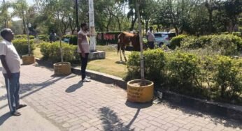 पार्क में ‘घोड़े की मौज’: तीन दिन से घास चर रहा था, नगर पालिका ने किया ‘गिरफ्तार’