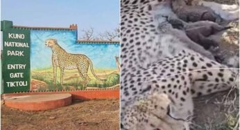 कूनो नेशनल पार्क में ज्वाला चीता ने दिया पांच शावकों को जन्म, चीतों की संख्या पहुंची 50 के पार