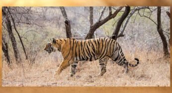 इंदौर के जंगलों में बाघ की वापसी, नया वाइल्डलाइफ कॉरिडोर बन रहा है